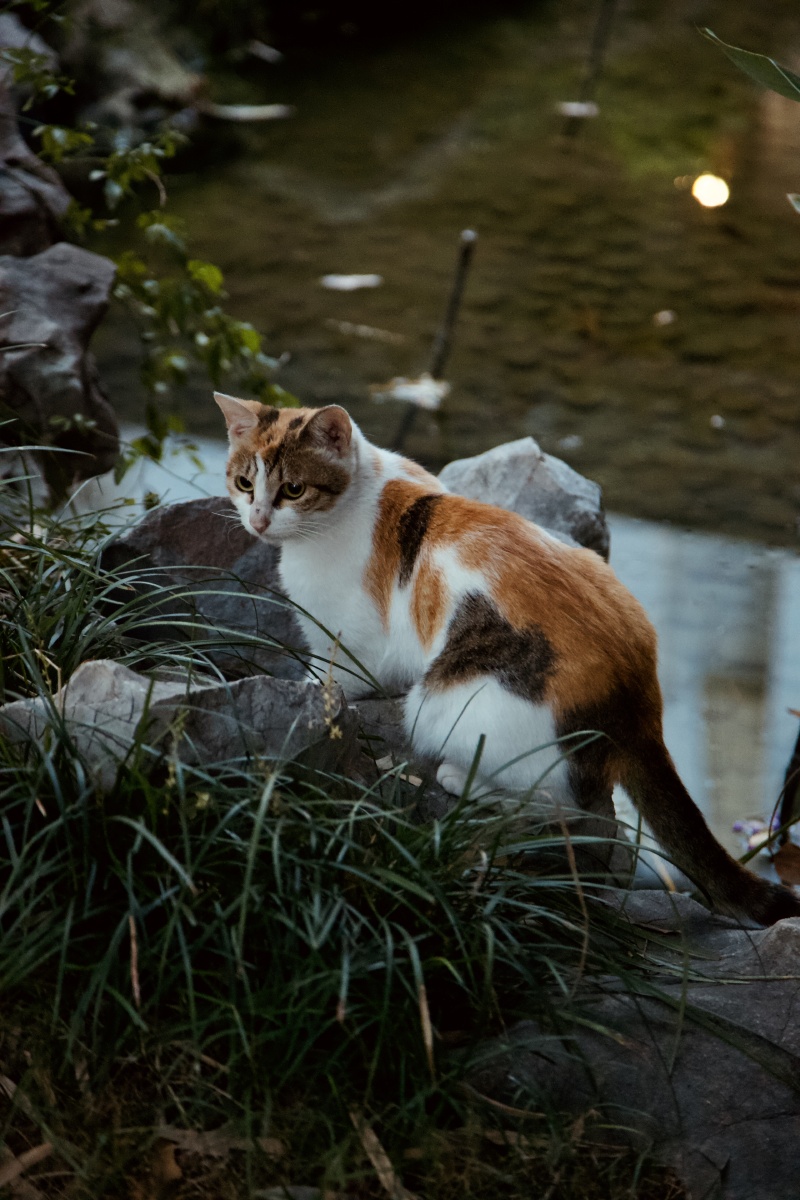三色猫如此通人性更是你的挚友你若碰到了这么一只爱你的三色猫你还是