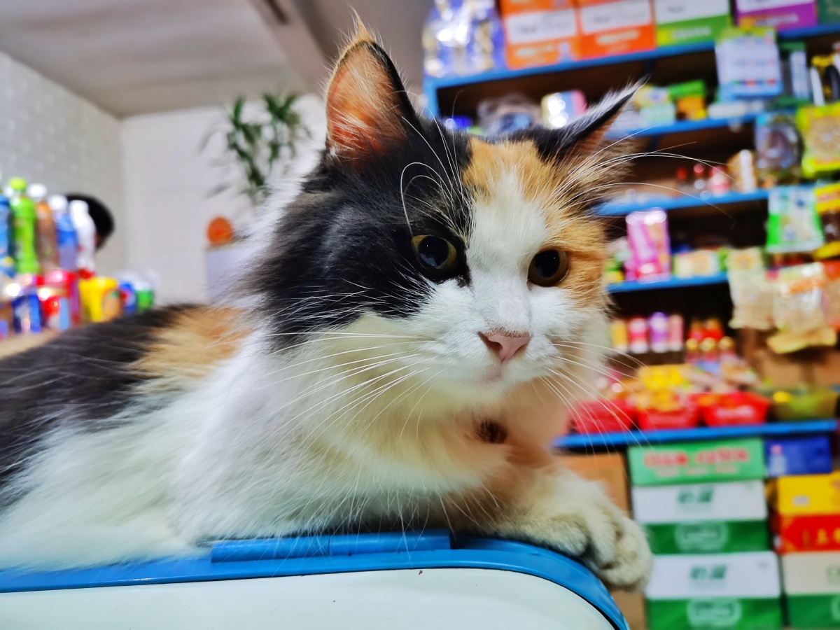 三花长毛猫掌柜