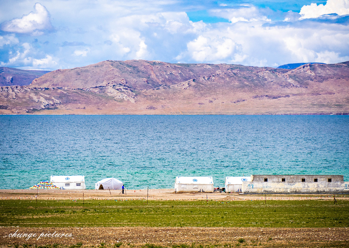 西藏错鄂藏羚羊