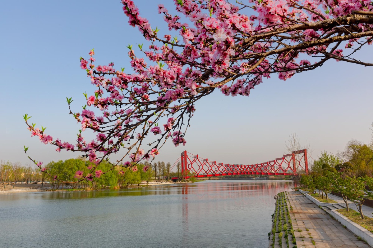 春色满园关不住