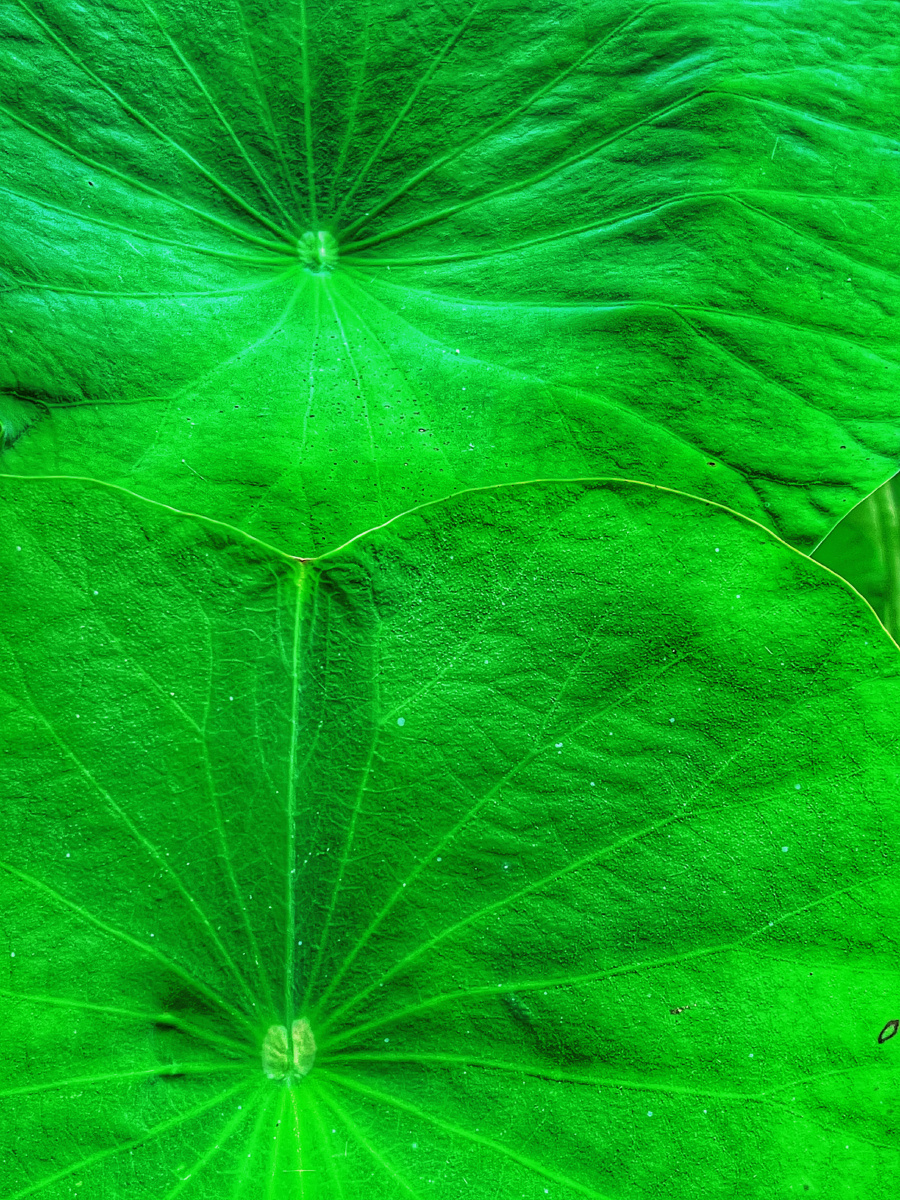今日份光景61小荷才露尖尖角的荷叶 - 土拨鼠斯佳丽 - 图虫