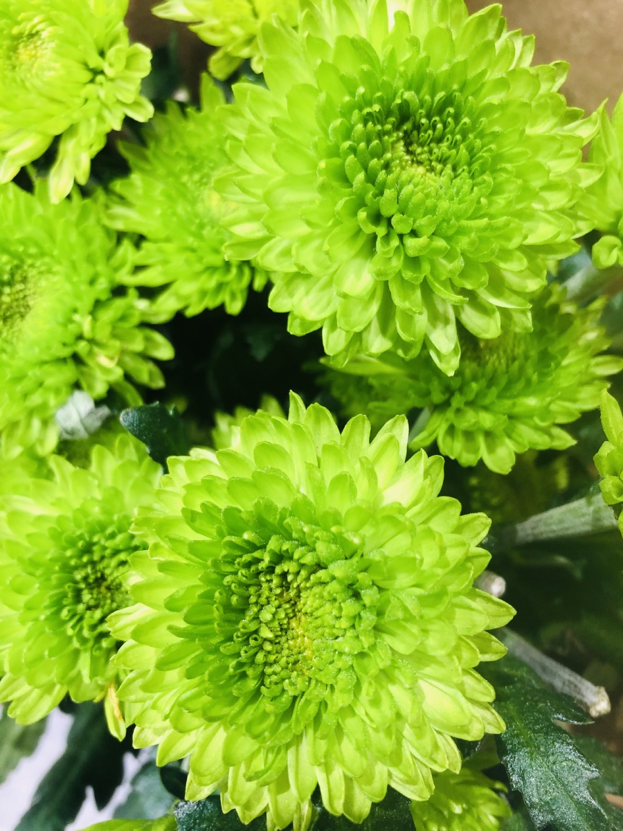 今日份花花草草2之绿色花