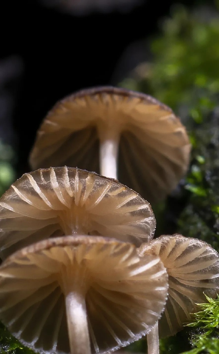 香樟树上的蘑菇