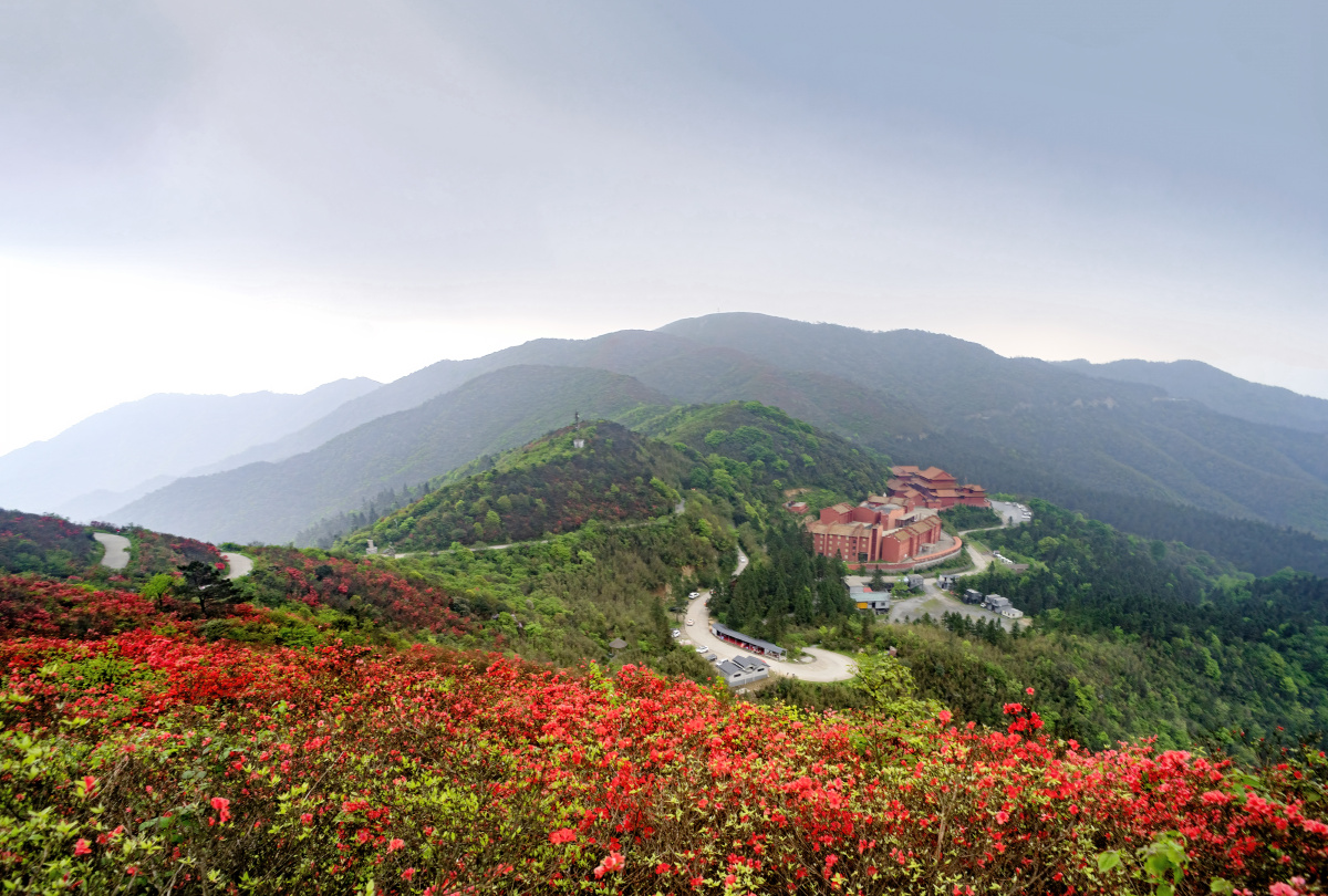 湖南永州阳明山漫山遍野的杜鹃开了映山红此时正值盛花期值得一赏