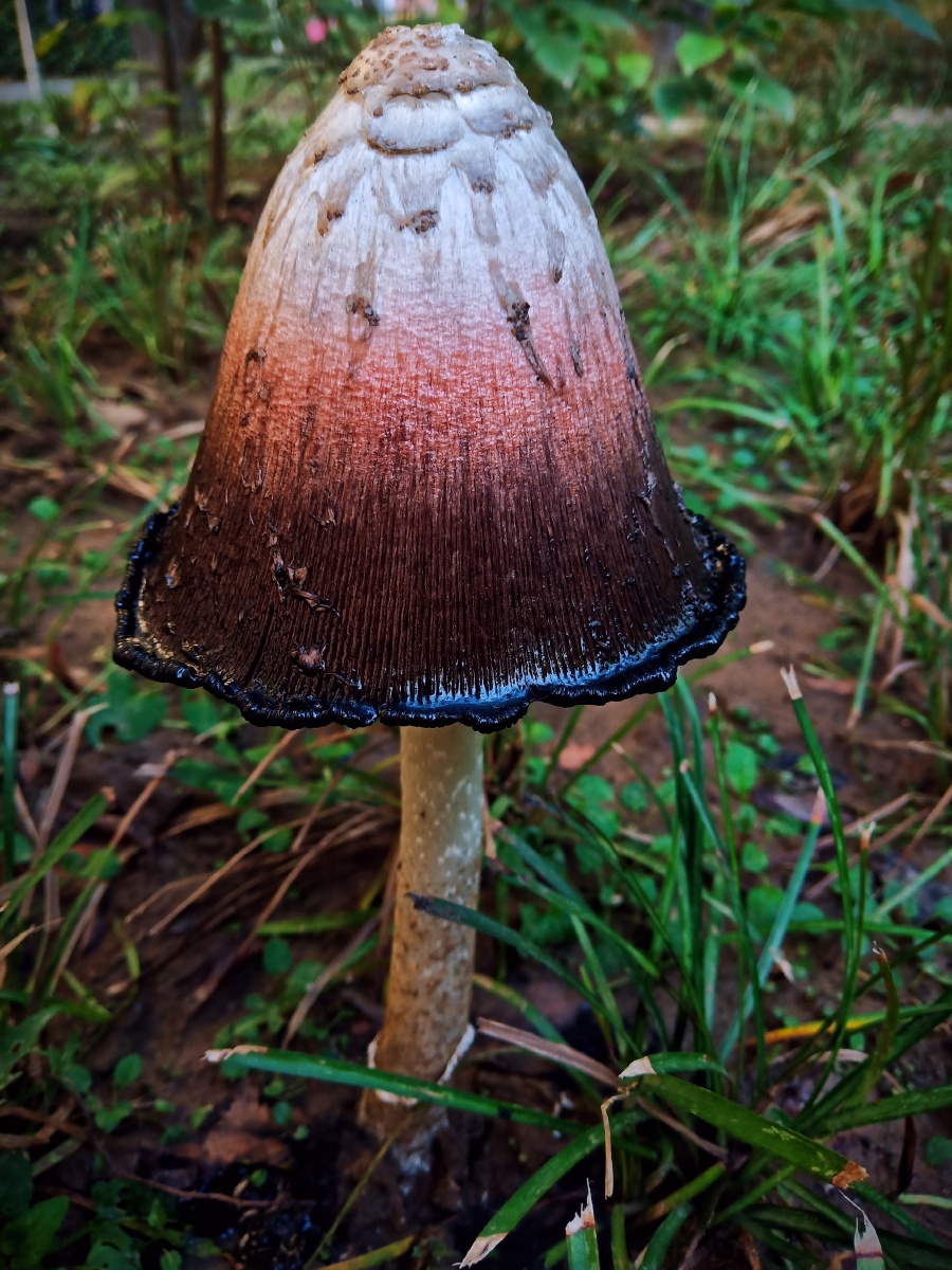 昨天去院子摘果子看见地上长了个特别大的蘑菇有人知道这是什么品种吗