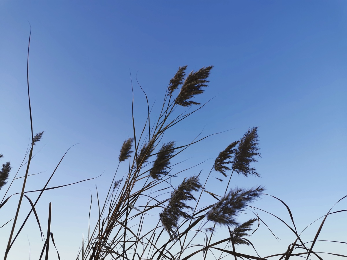 北京奥林匹克公园湖边秋景,芦苇芦苇芦苇,芦苇荡秋天芦苇荡北京奥林