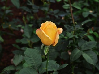 F96A9966-92D2-480D-8B00-B898EC63B040/L0/001