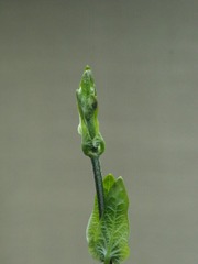 2376165