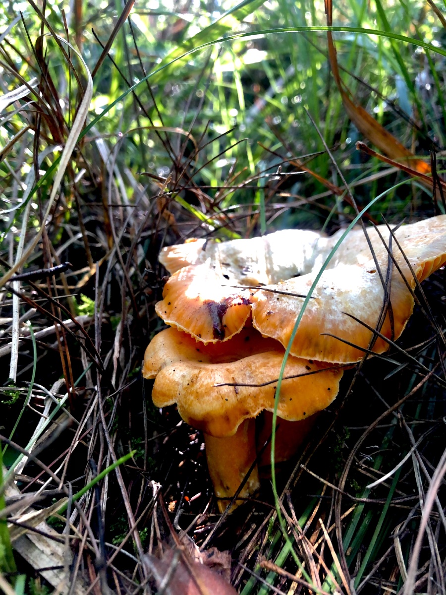 吃过松花菌吗? - 轻摄scwt - 图虫