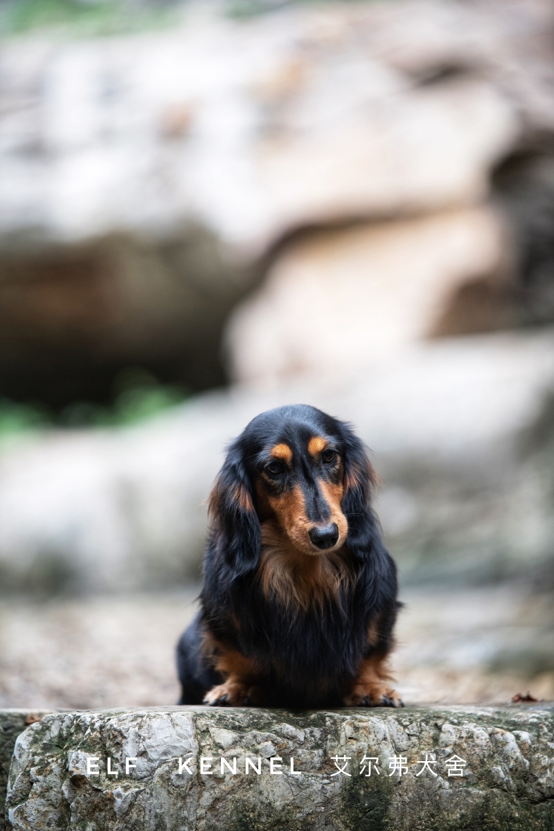 迷你长毛腊肠犬