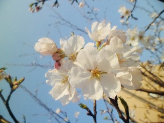 A9909A1C-3C32-4482-8D7F-118BBDFFC414/L0/001