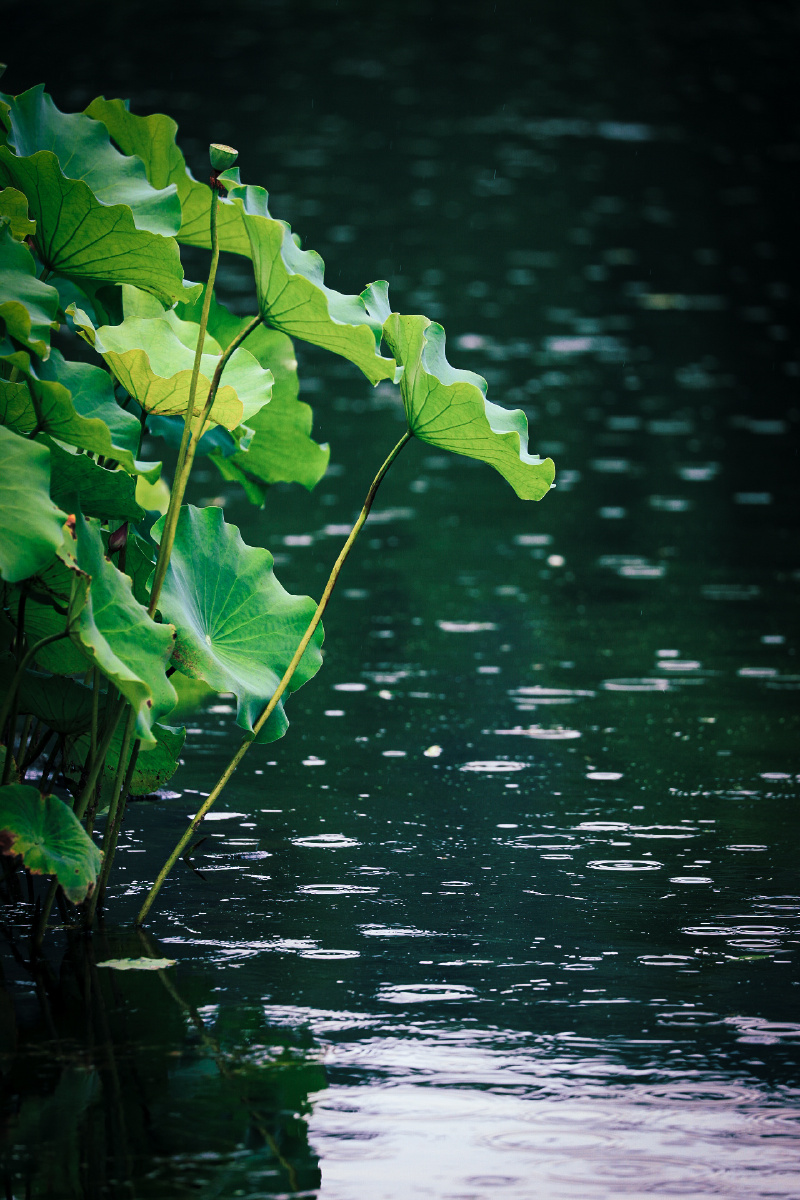 半夜竹窗雨满池荷叶声2020西湖61曲院风荷