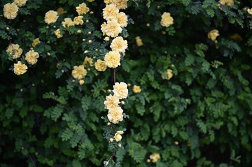 C663C101-EE9E-4CF7-B377-38E558D6DB11/L0/001