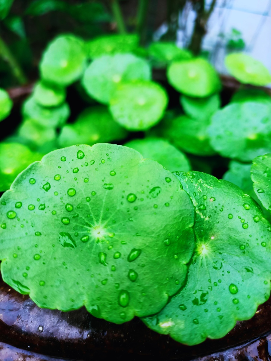 铜钱草的花语是财运亨通招财进宝铜钱草的叶子很像铜钱圆圆的很是惹人