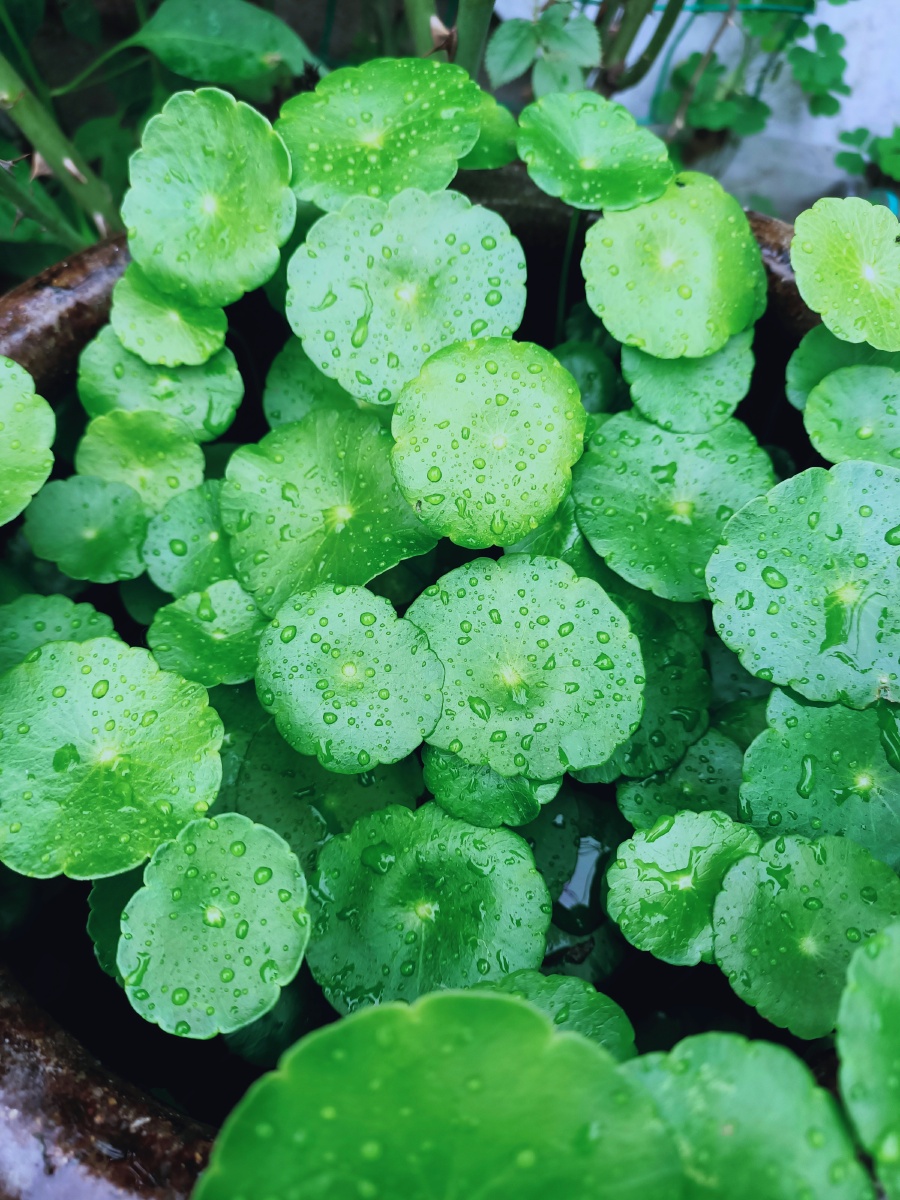 铜钱草的花语是财运亨通招财进宝铜钱草的叶子很像铜钱圆圆的很是惹人
