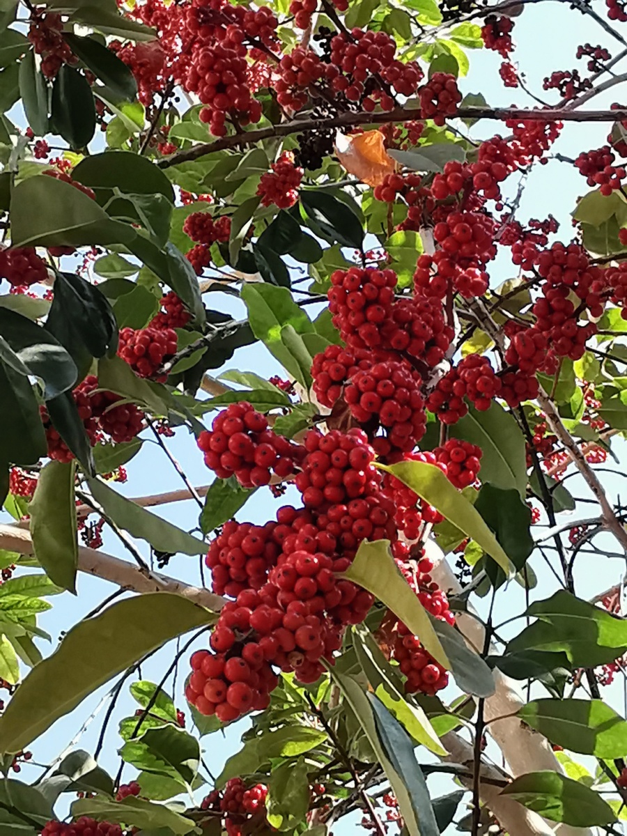 硕果累累溢满冬大叶冬青