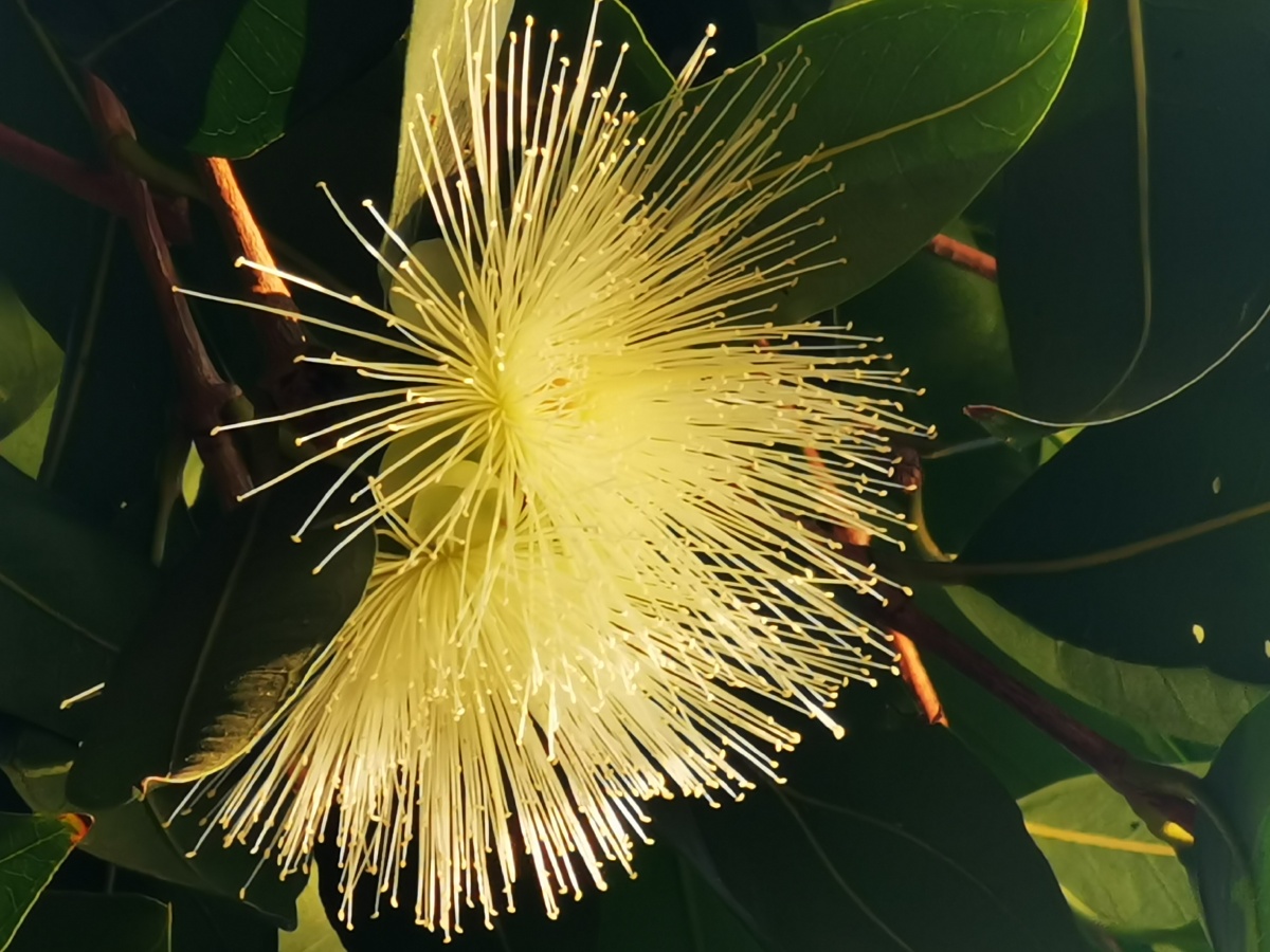 冬天盛开的水葡萄又叫水蒲桃或水石榴属桃金娘科常绿乔木