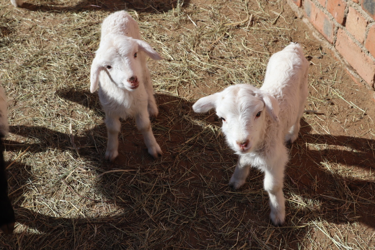 沐浴阳光的小羊羔子们