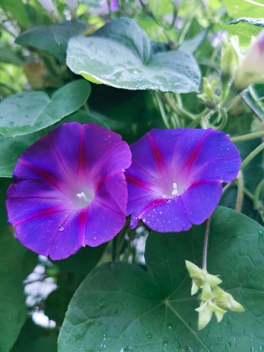 晴天的雨雨中的牵牛花
