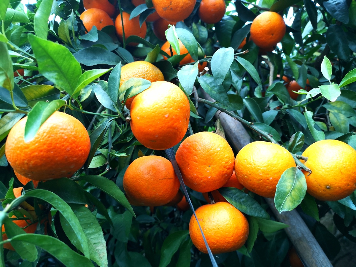 冬天也是个丰收的季节武鸣沃柑成熟了