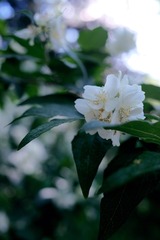 CE984BB0-A3BD-4060-85E1-D4E8EB1D91B5/L0/001