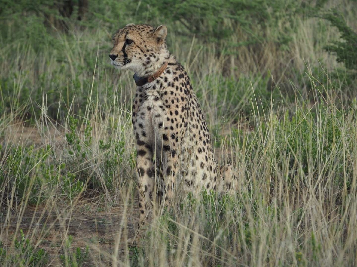 非洲动物 - 雨林234 - 图虫