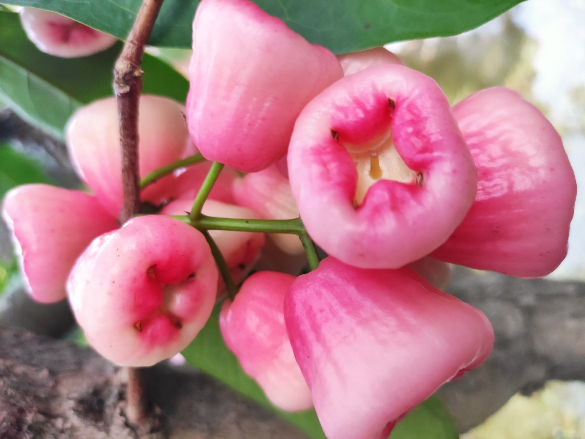 艳丽夺目的水翁蒲桃