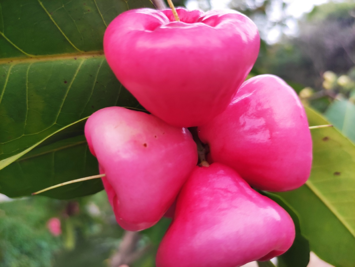 艳丽夺目的水翁蒲桃