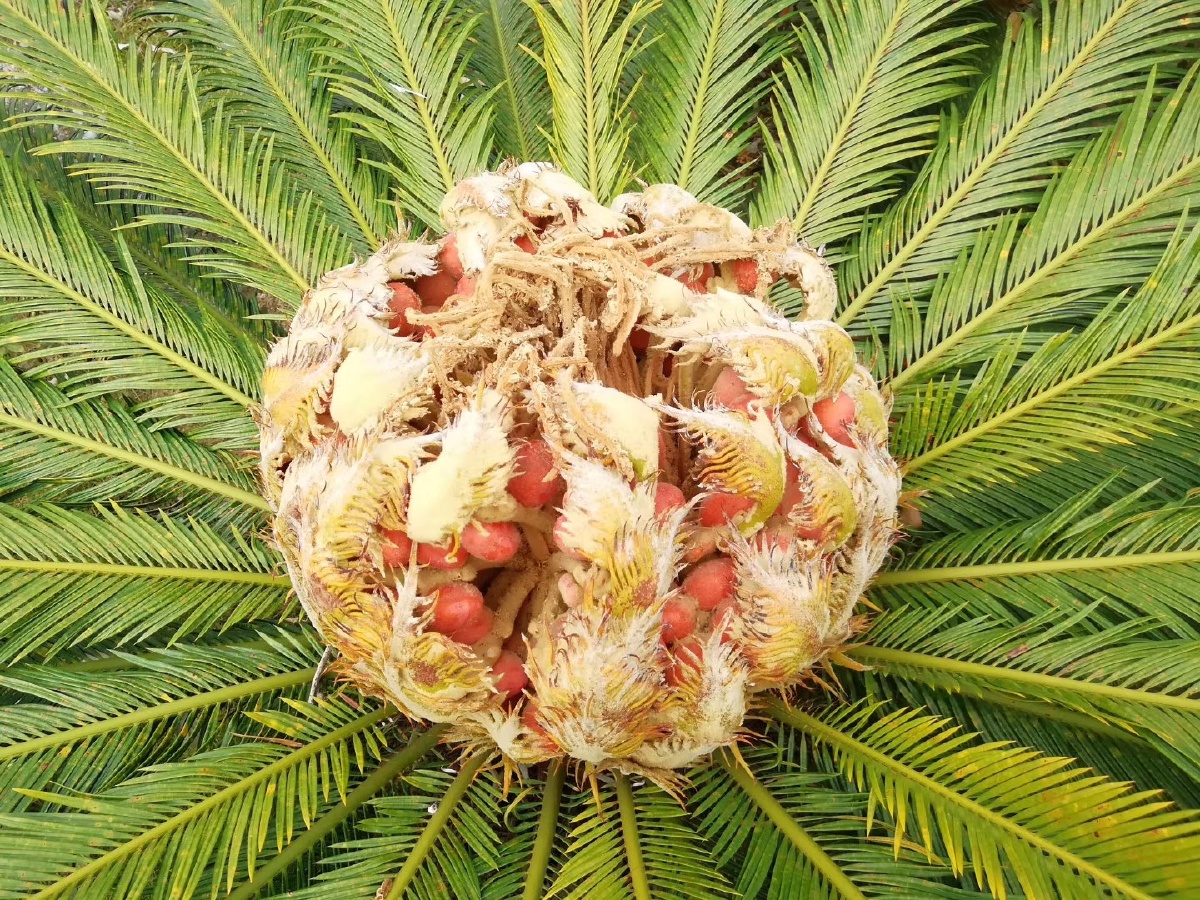 色彩漂亮的凤凰蛋铁树果