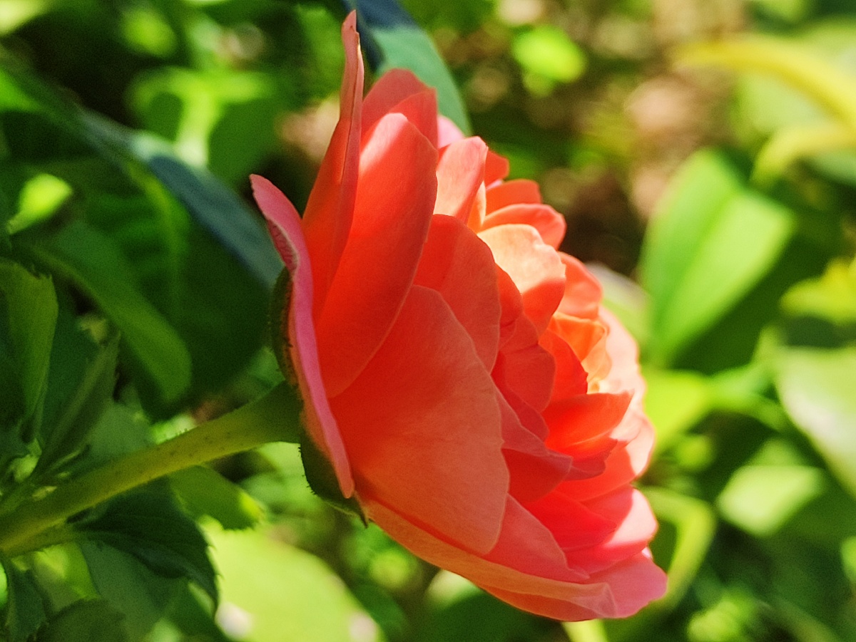 阳光下的玫瑰花