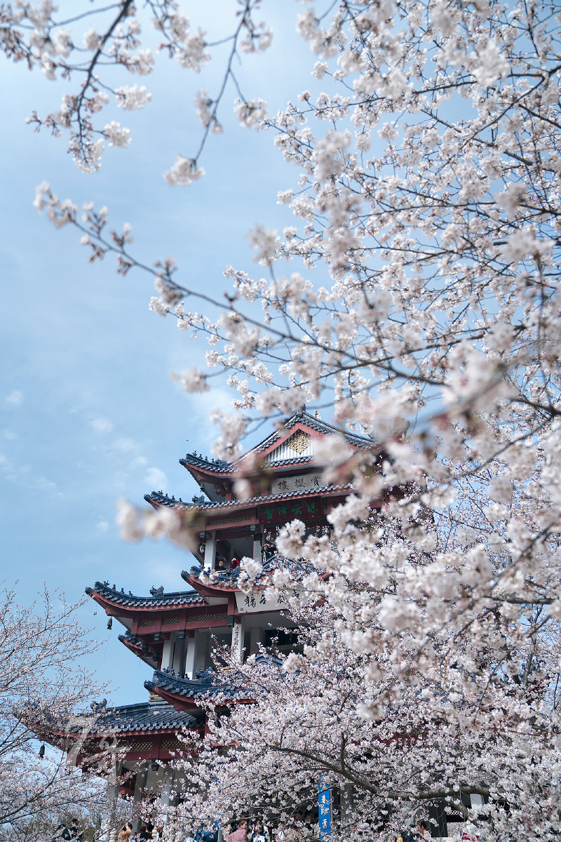 93)"2021图虫樱花摄影征集大赛"投稿作品精选图虫摄影师@leo六哥