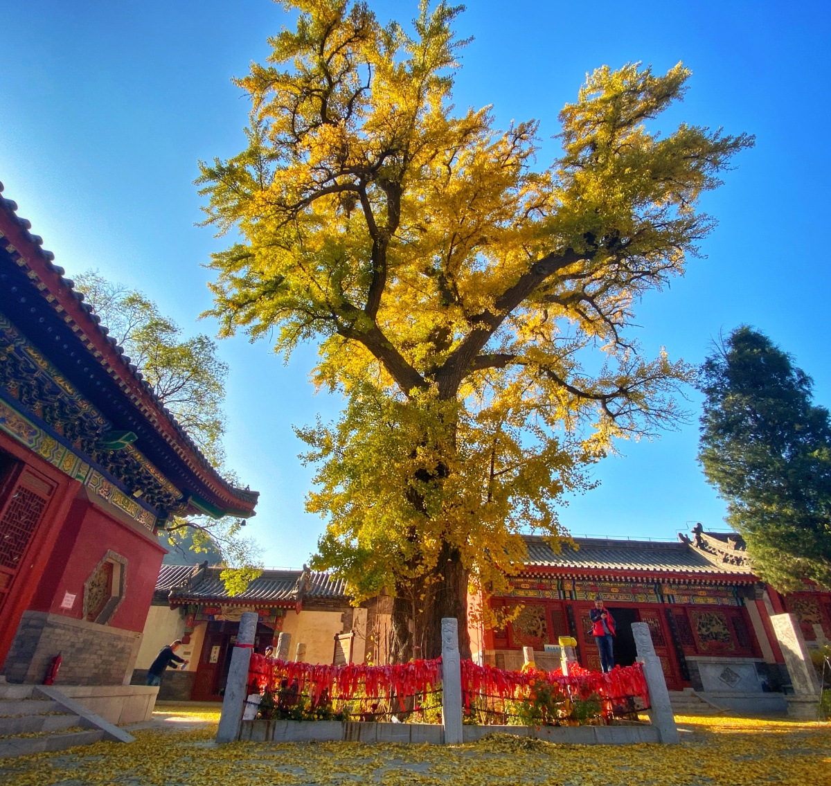 河北滦州 青龙山风景区 千年古银杏