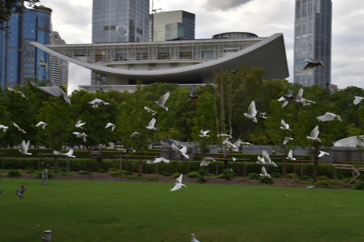 国庆中秋节上海人民广场上飞起的鸽子(背景上海大剧院)