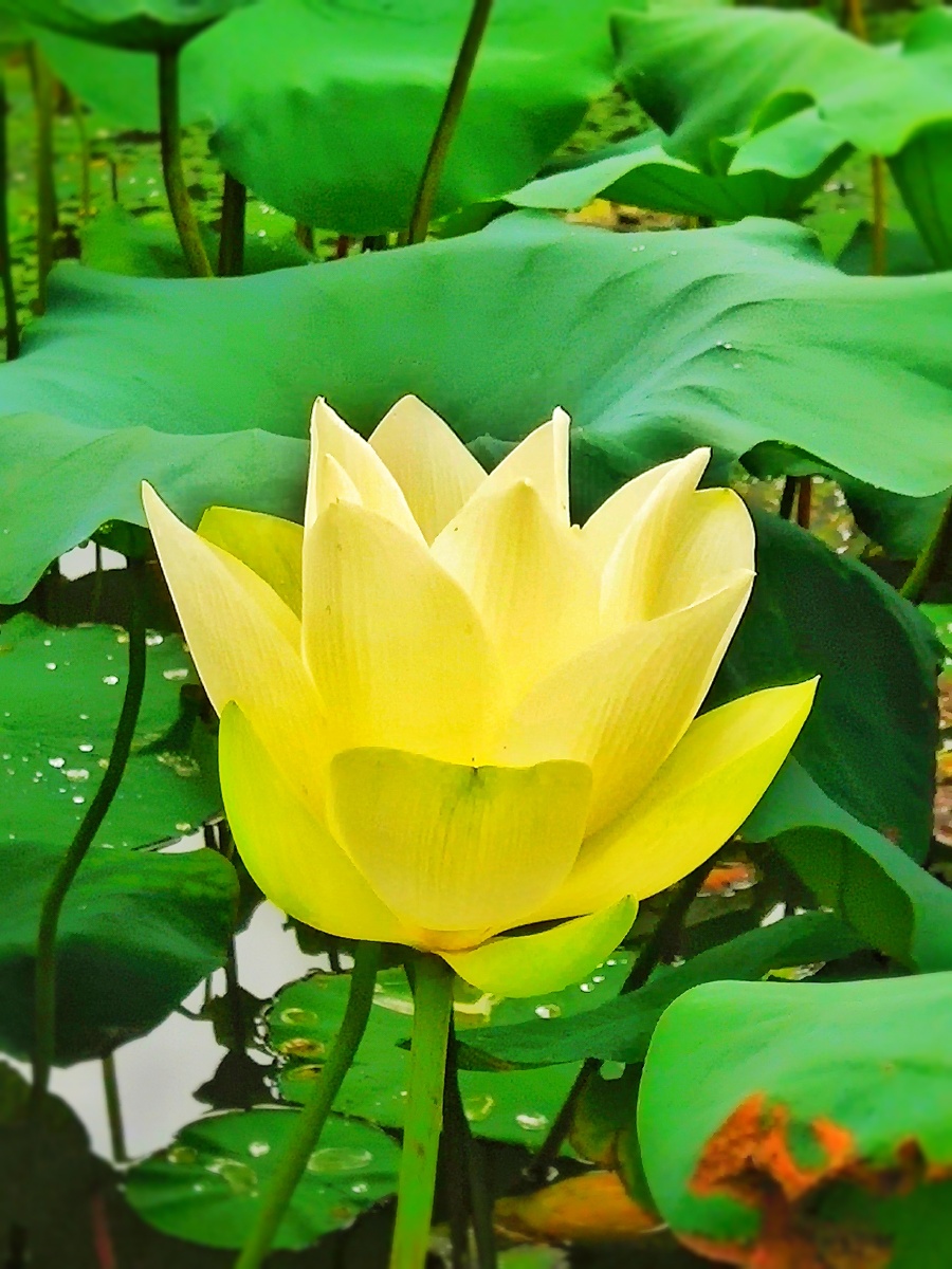 洪湖公园黄荷花