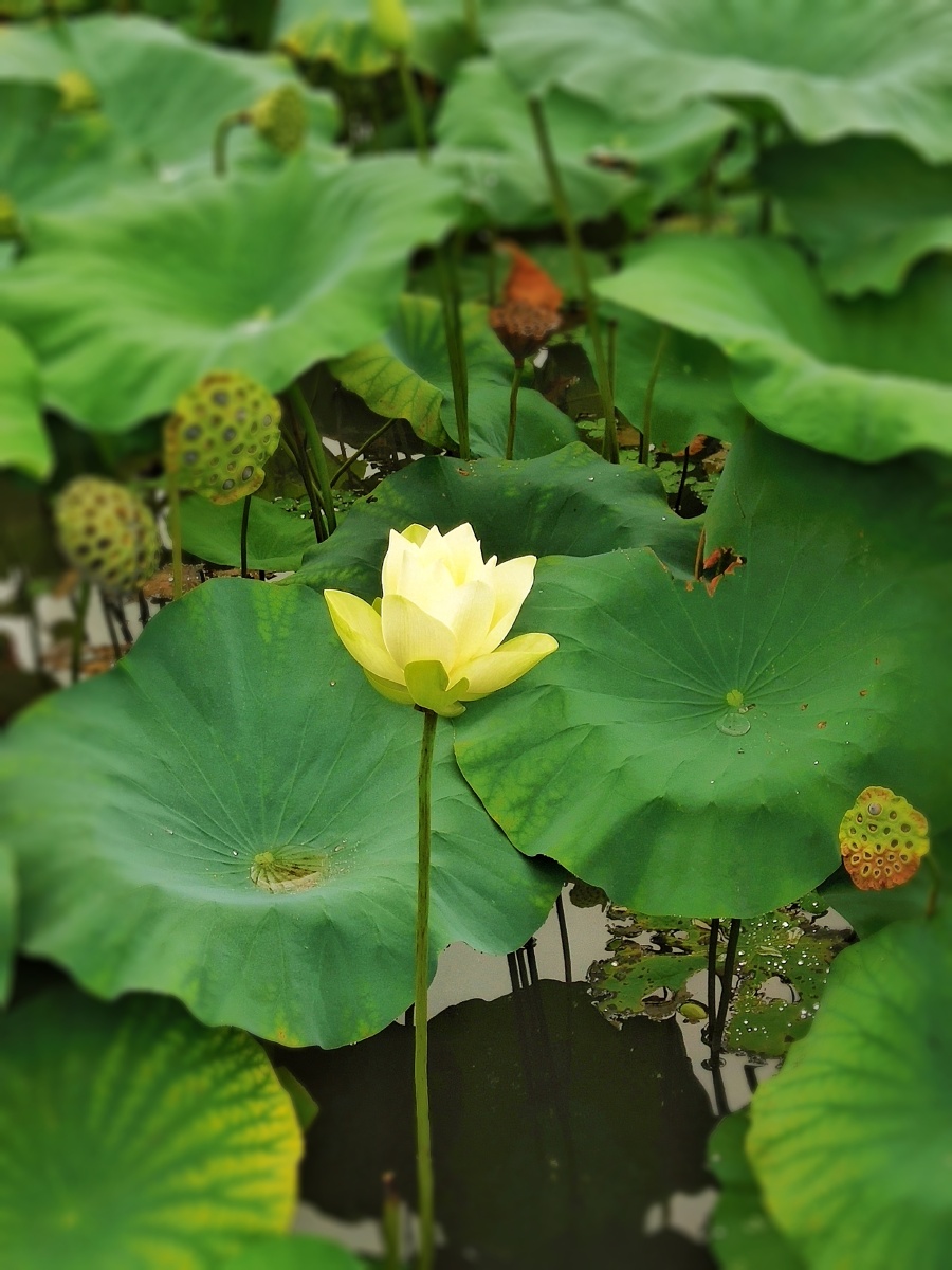 洪湖公园黄荷花