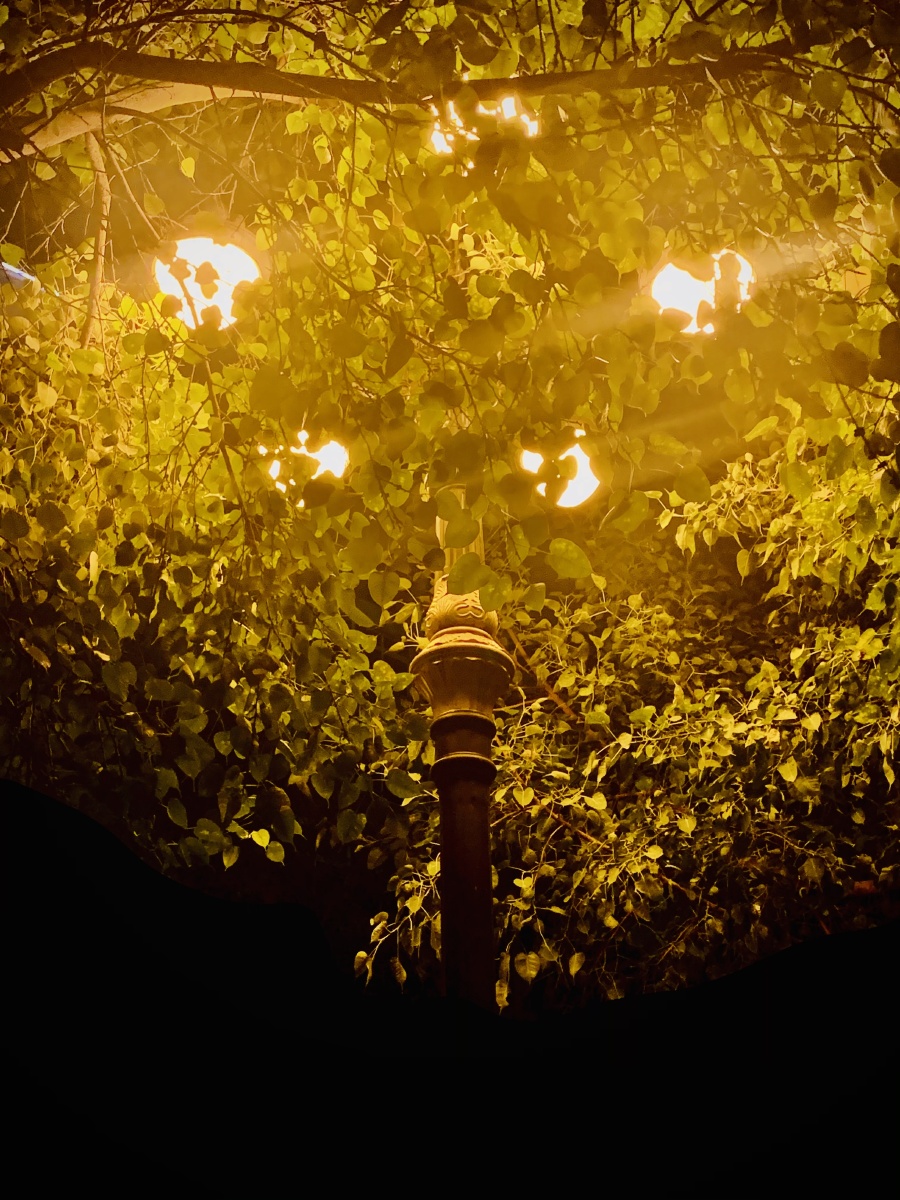 "为什么大多数路灯都是暖色调的""因为要温暖每一个努力生活的人呀"