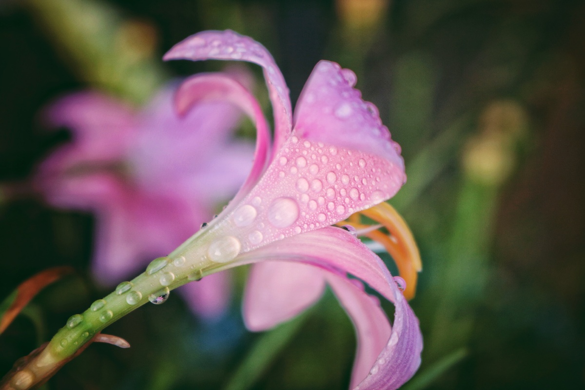 花花世界露水情缘