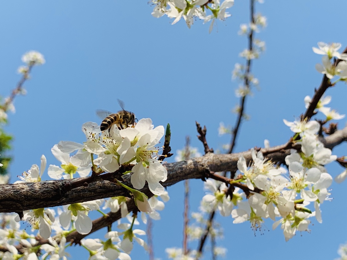 春天盛开的李花