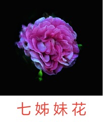 1303036