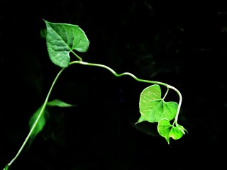 1505474