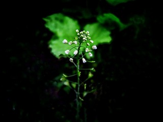1308435
