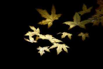 3A93FD23-46CB-4402-B2D2-08318960D511/L0/001