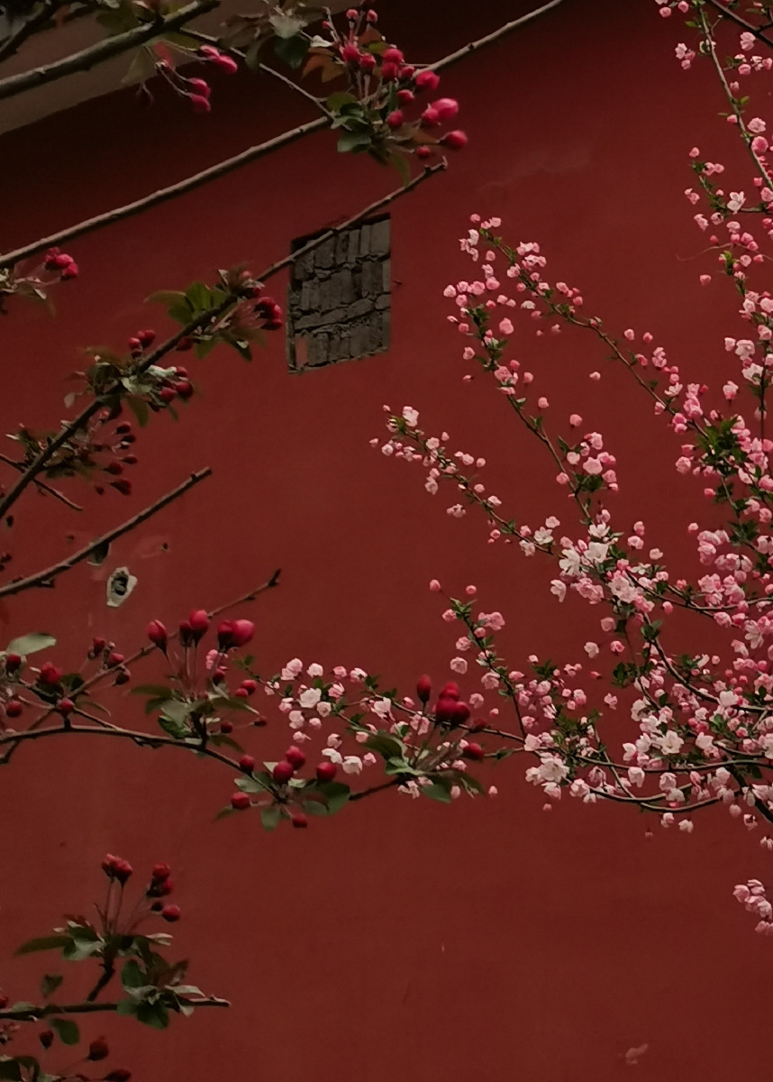 红墙金瓦樱花为伴
