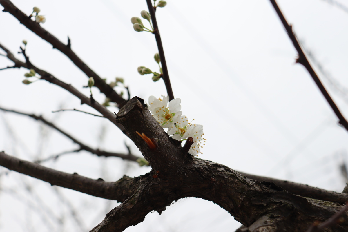 江南无所有,聊赠一枝春. - c山下梅子酒c - 图虫