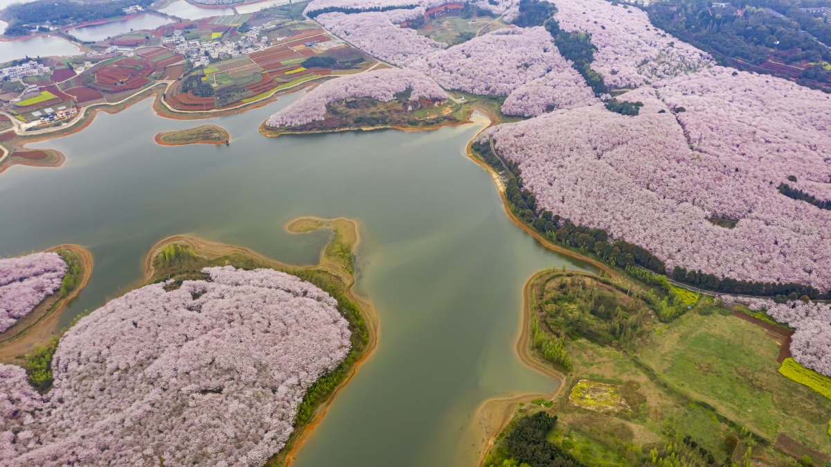贵州平坝万亩樱花园坐落于高原明珠红枫湖畔,占地24000余亩,70多万株
