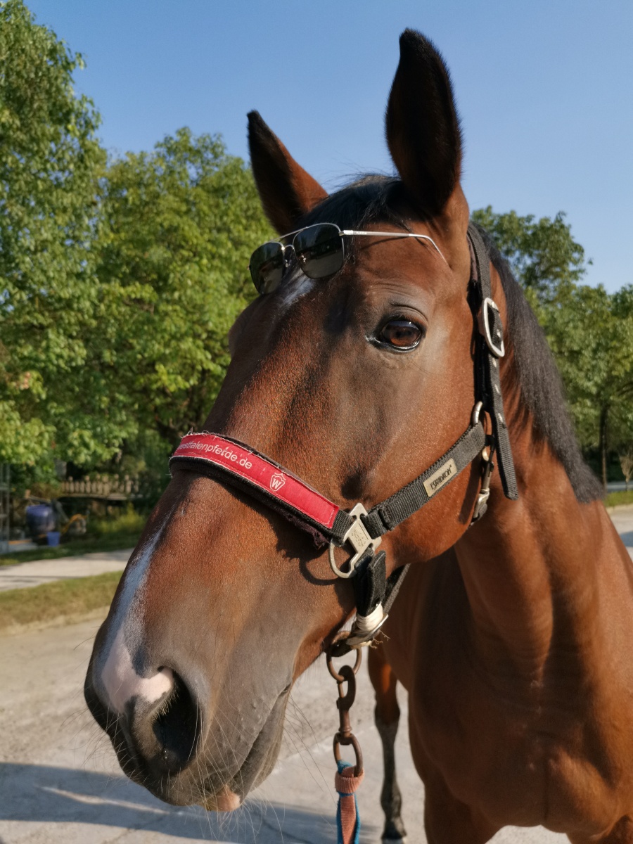 带太阳镜的马儿
