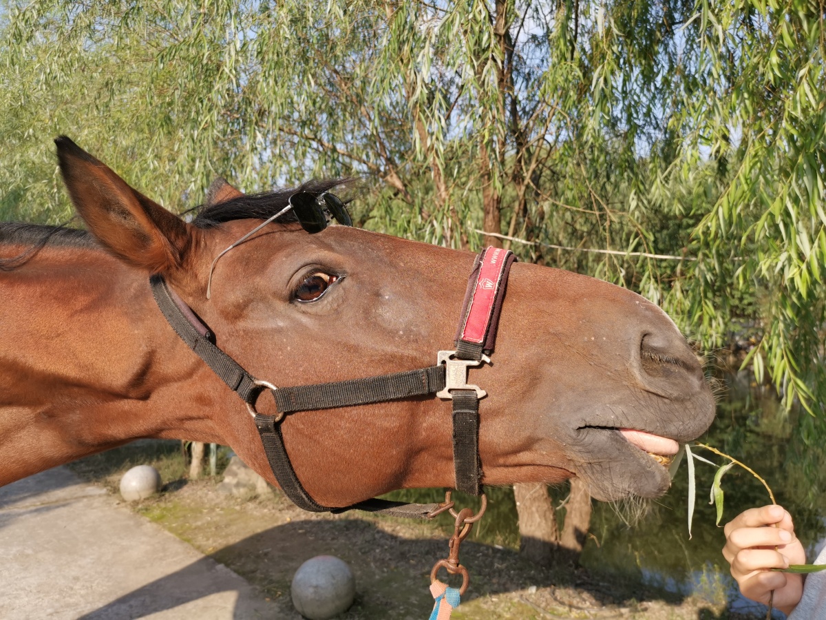 带太阳镜的马儿