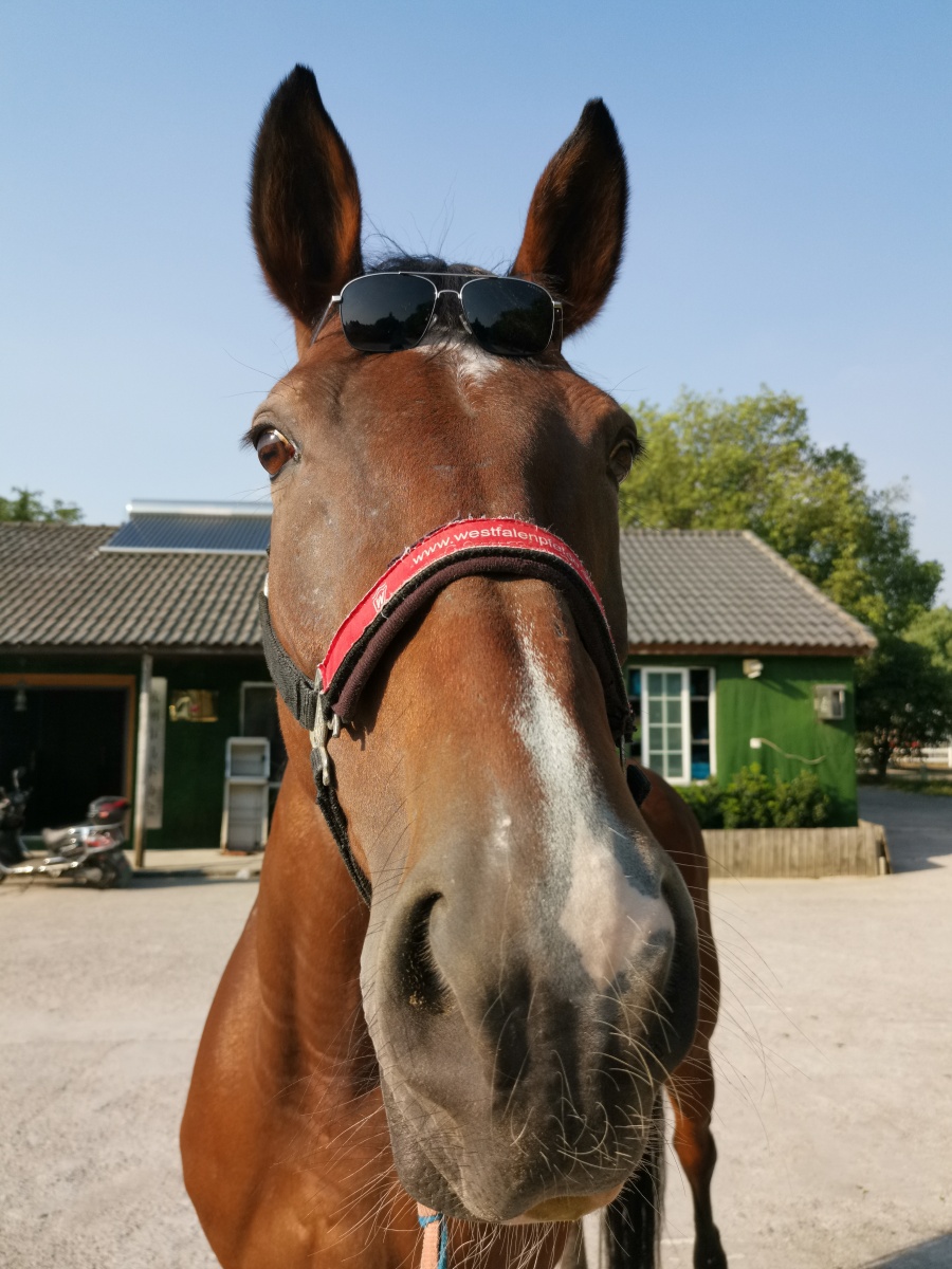 带太阳镜的马儿