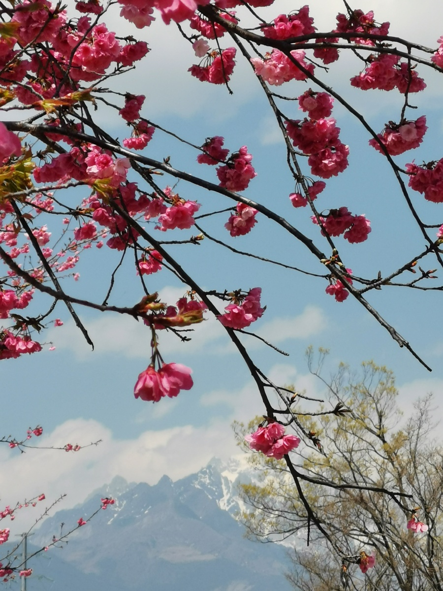丽江樱花大道风景