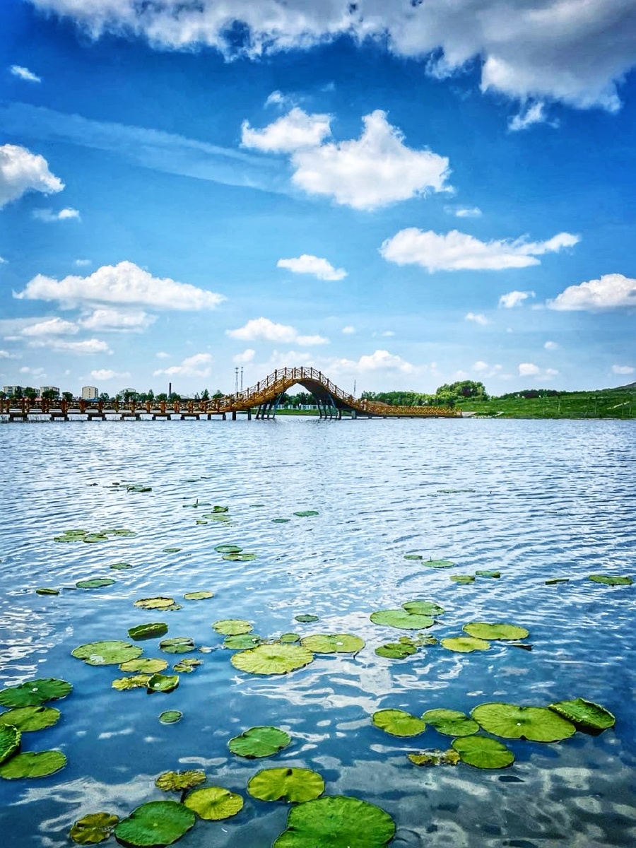 北方夏季湖泊蓝天白云清澈湖水碧绿荷叶让人心旷神怡